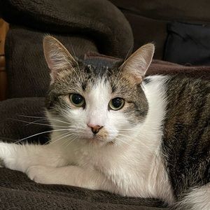 Meet your Posher, Justin